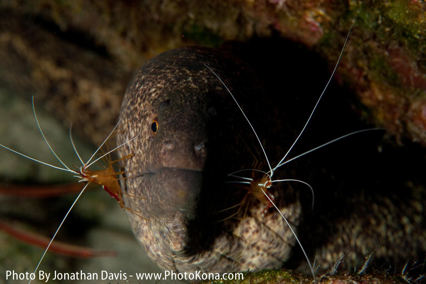 One Tank Night Reef Dive