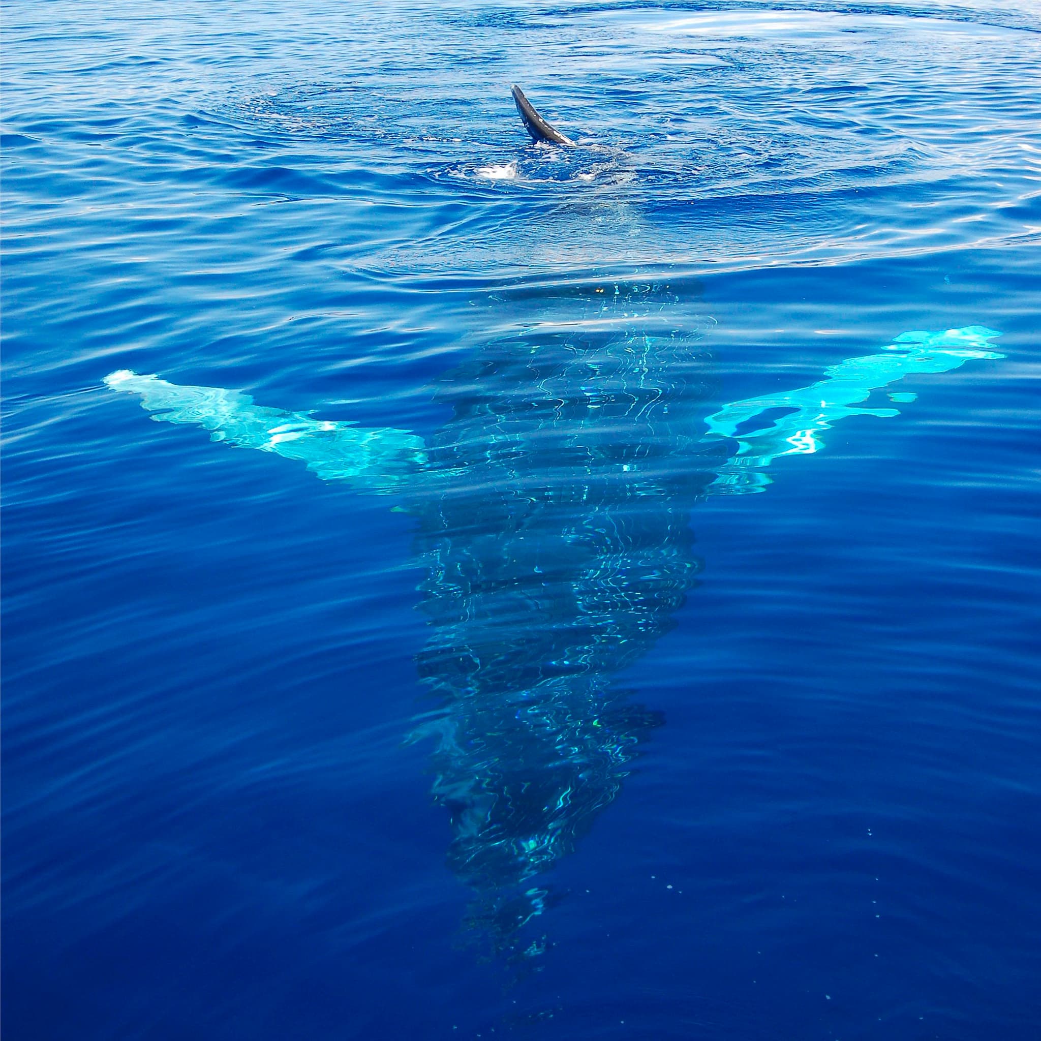 Whale Watching Excursion