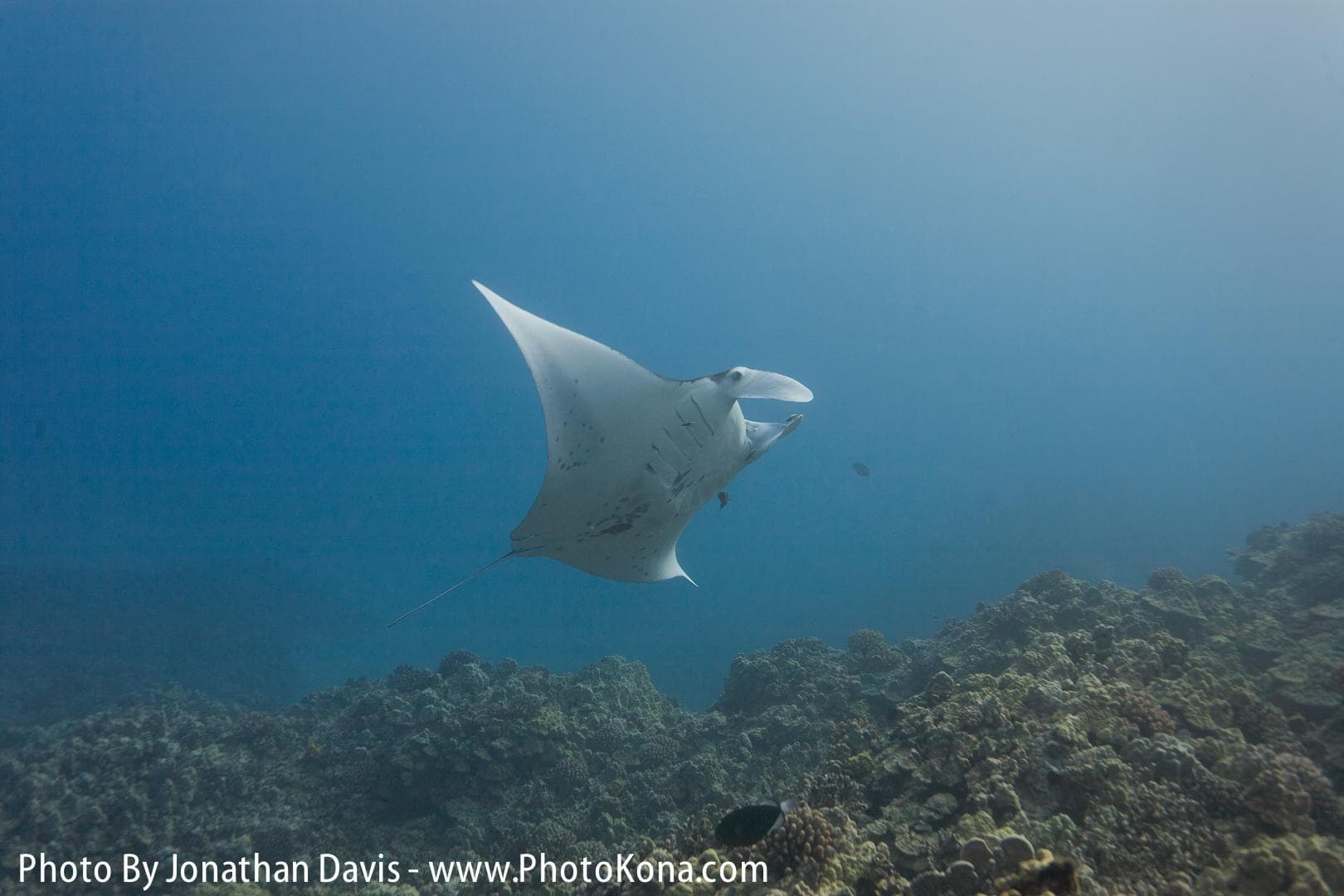 Twilight & Manta Ray Two Tank Dive