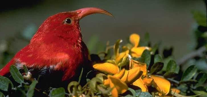 Hakalau Forest Reserve Birdwatching Exclusive