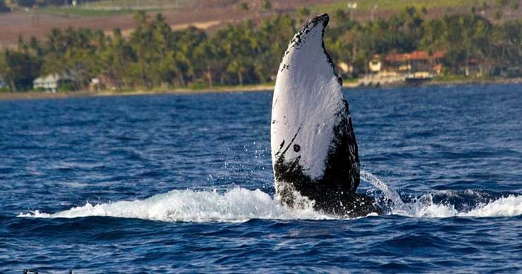 Whale Watch Adventure