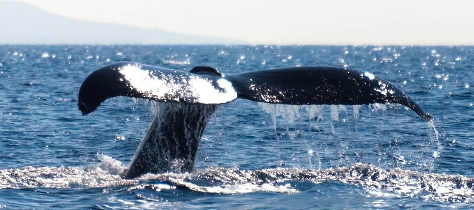 ULTIMATE #1 BIG ISLAND WHALE WATCH