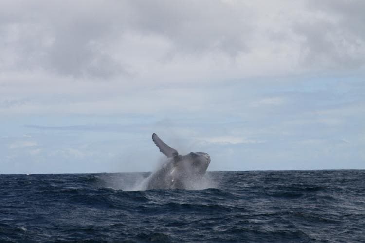 Afternoon Whale Watch
