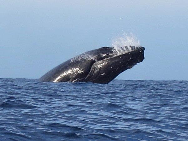Kayak - Private "Whale" of a Whale Watch