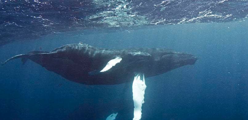 Whale Watch Adventure