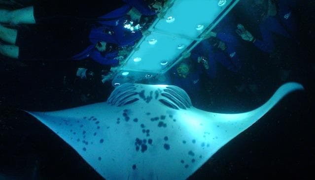 Manta Ray Night Adventure