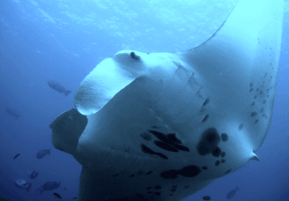 BIG ISLAND MANTA NIGHT SNORKEL