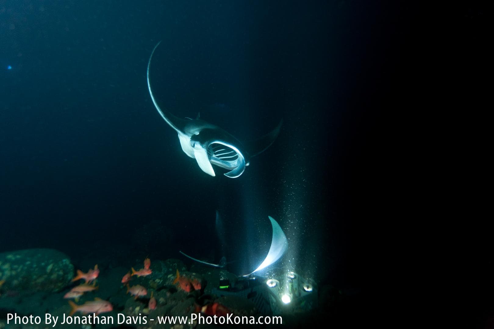 Manta Ray Night Charter