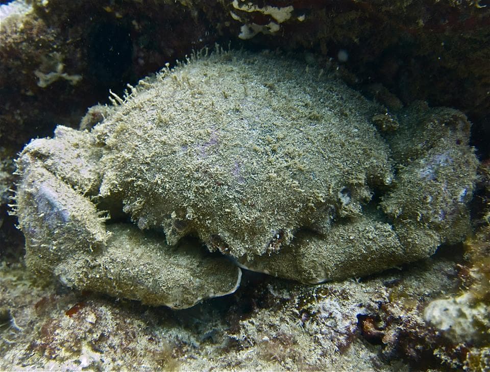 2 Tank Shallow Reef Boat Dives - Waikiki