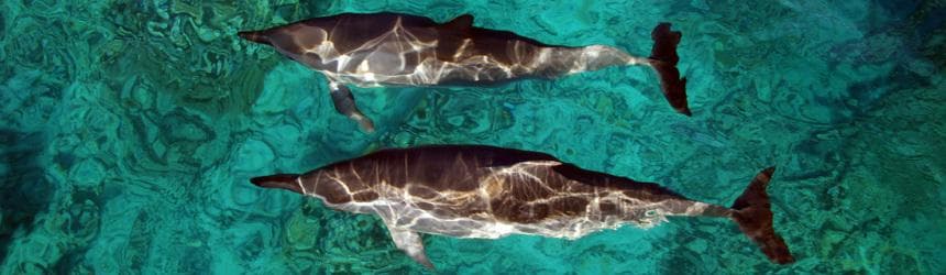 Afternoon Dolphin Watch & Snorkel Cruise with Lunch and Drinks