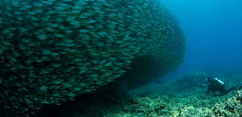Afternoon Reef & Manta Snorkel/2-Tank Scuba Adventure