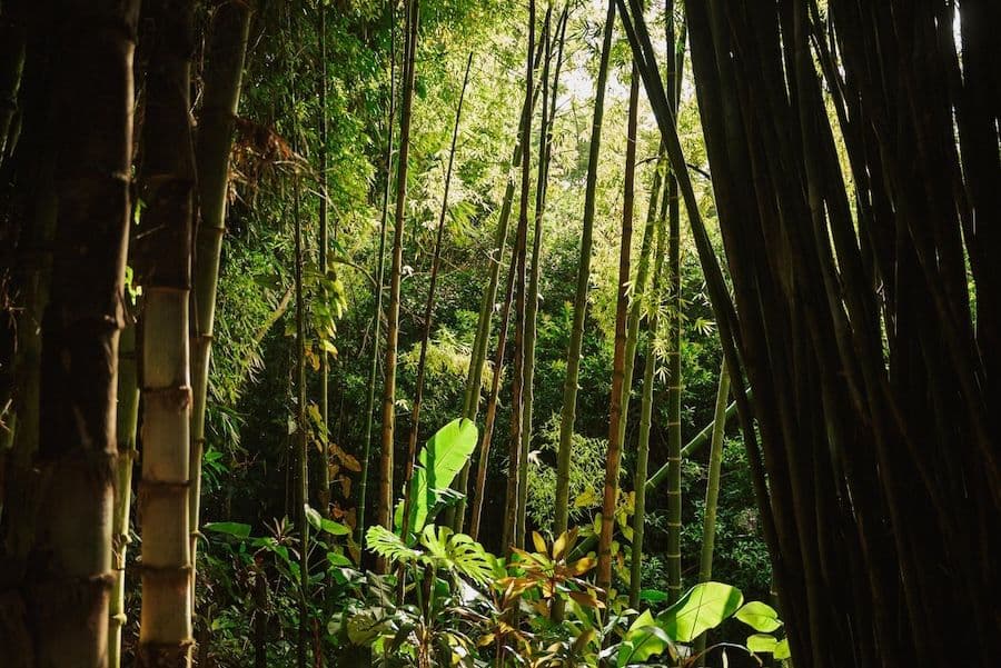 Garden of Eden on the Road to Hāna.
