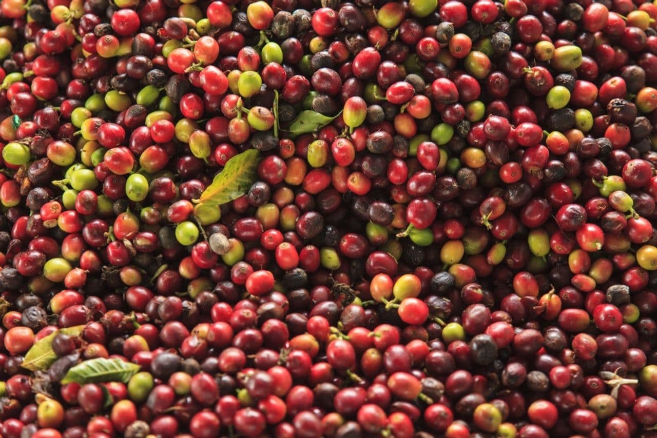Fresh Kona coffee beans. (Photo Credit: HawaiianScribe)