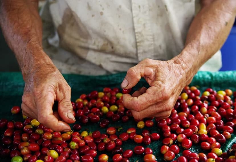 The Best Kona Coffee Tours in Hawai‘i