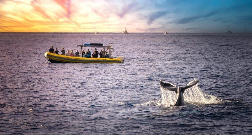 Whale Watching on Maui