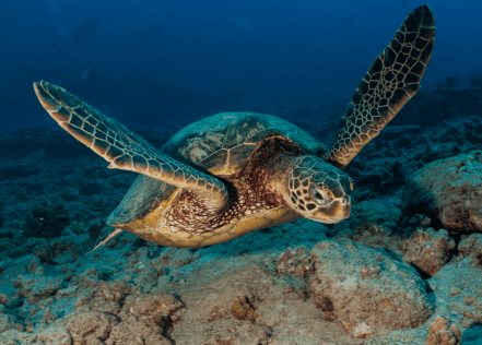 Island Divers Hawai'i