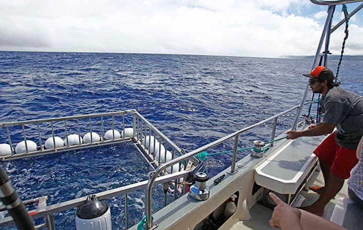 Crew member Darrin Whittaker secures the shark cage to the side of the vessel Kainani during a shark viewing expedition with Hawaii Shark Encounters off Haleiwa on Oahu's North Shore. Photo: Jamm Aquino/The Honolulu Star-Advertiser.
