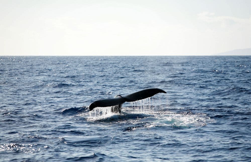 A whale tail coming out of the ocean in Hawaii.