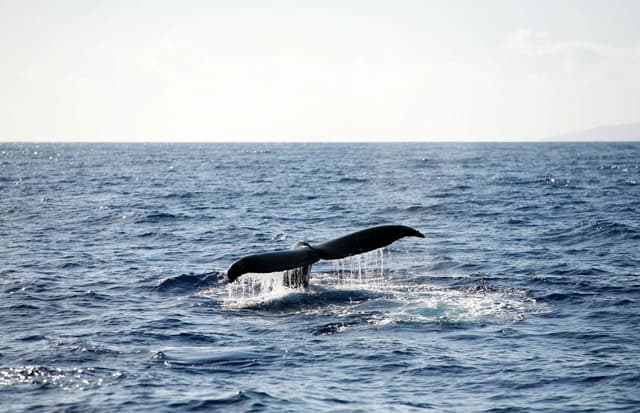 Whale Watching on Hawaiʻi Island