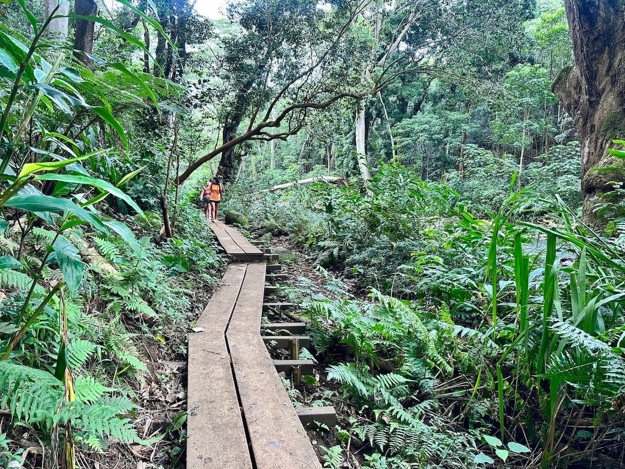 Hikers on a wooden walkway in the jungle.