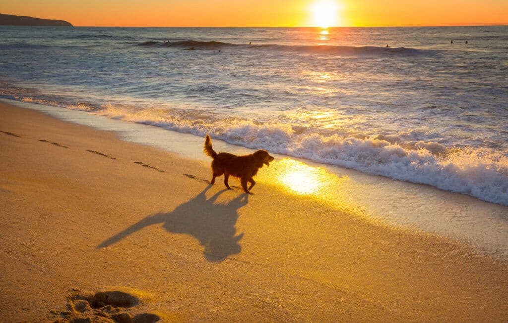 A dog enjoys the beach at sunset