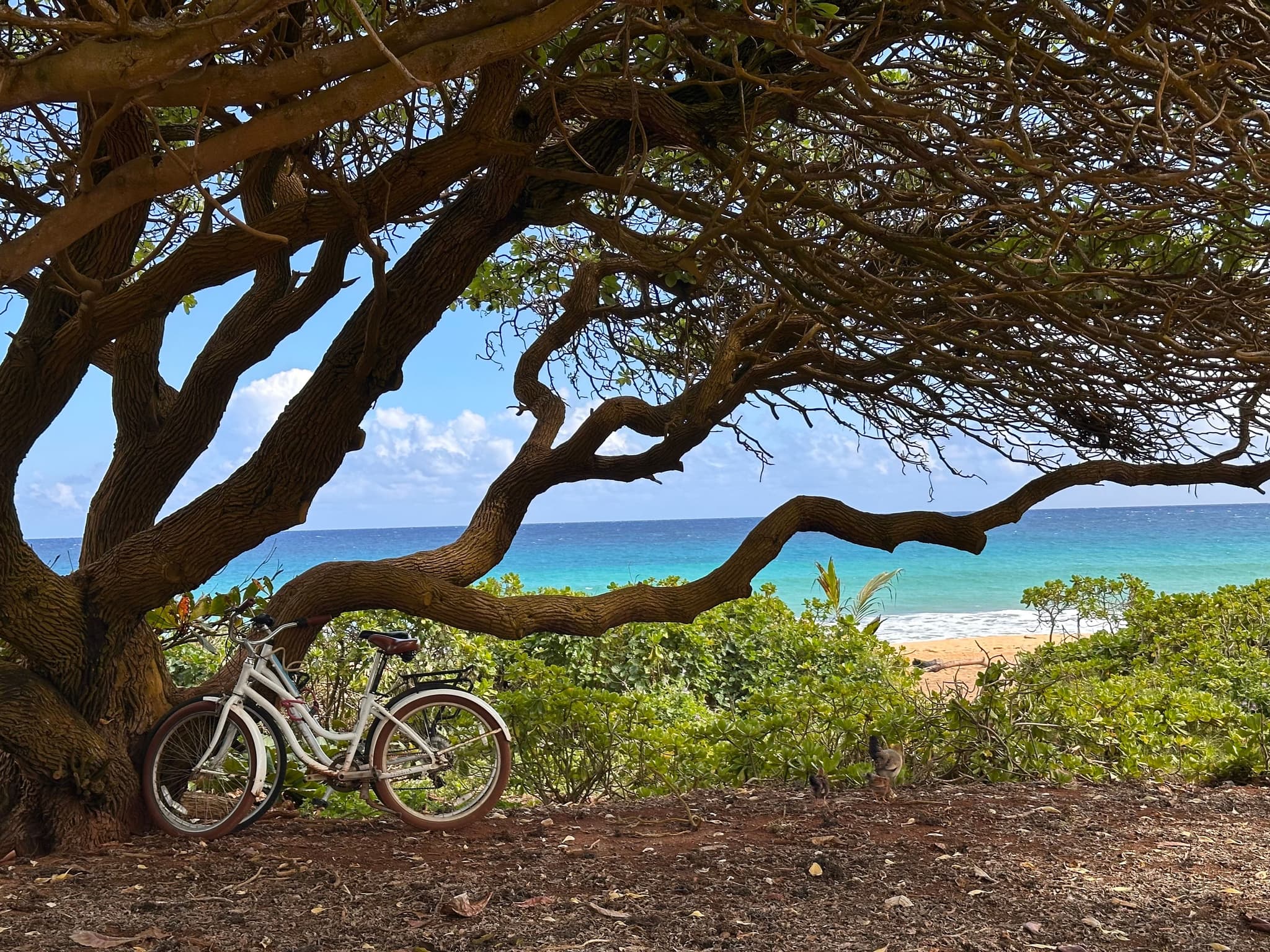 Just north of Keālia Beach. Photo by Sarah Burchard.