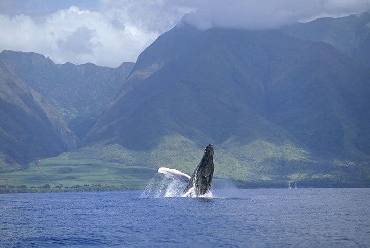 Photo courtesy of Hawaii Tourism Authority (HTA) / Tor Johnson.