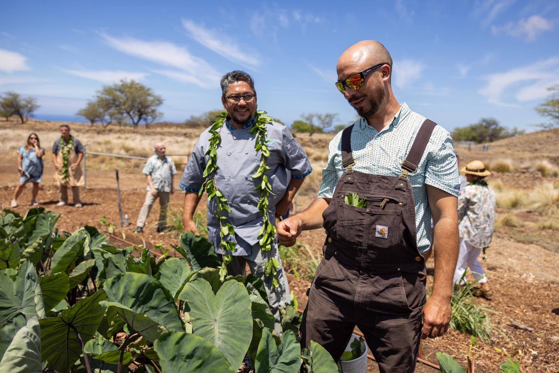 Chef and farmer on a farm in front of taro plant.