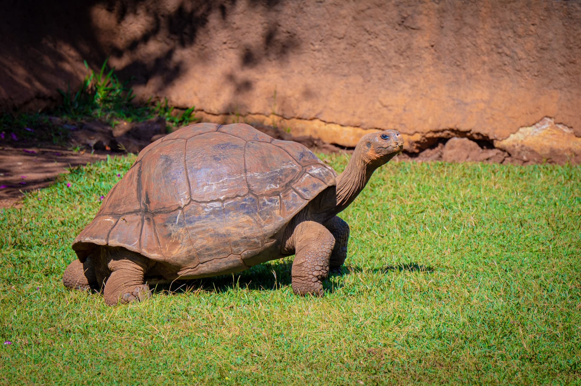 A giant tortoise