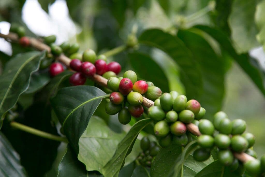 Coffee cherries. Courtesy of Hawaiʻi Tourism Authority. Photo by Kenji Abe.