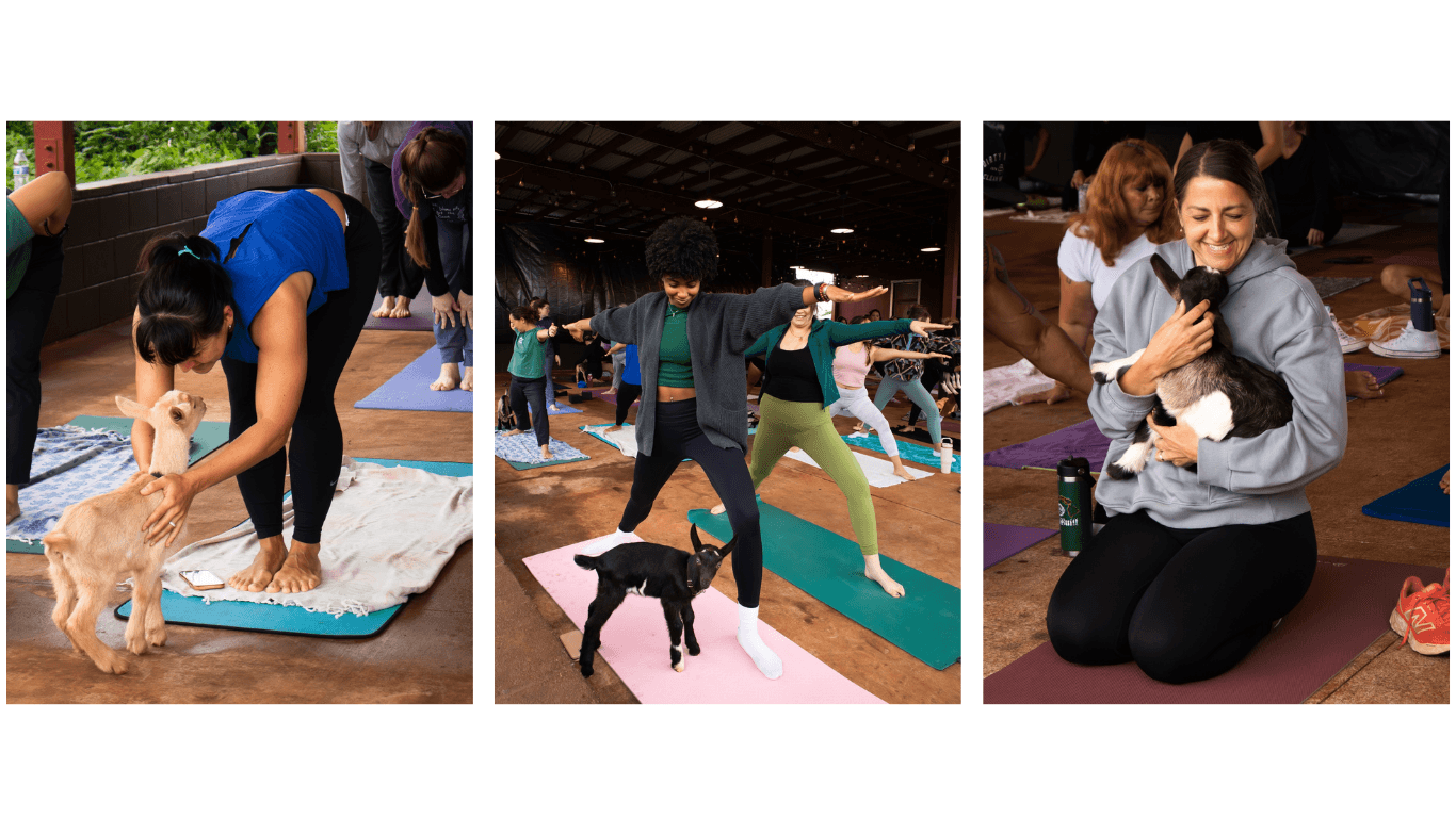 Goat yoga at sweet land farm on oahu, hawaii.