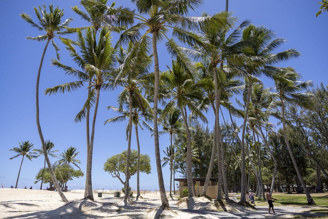 A grove of palm trees at kailua beach on oahu, Hawaii.