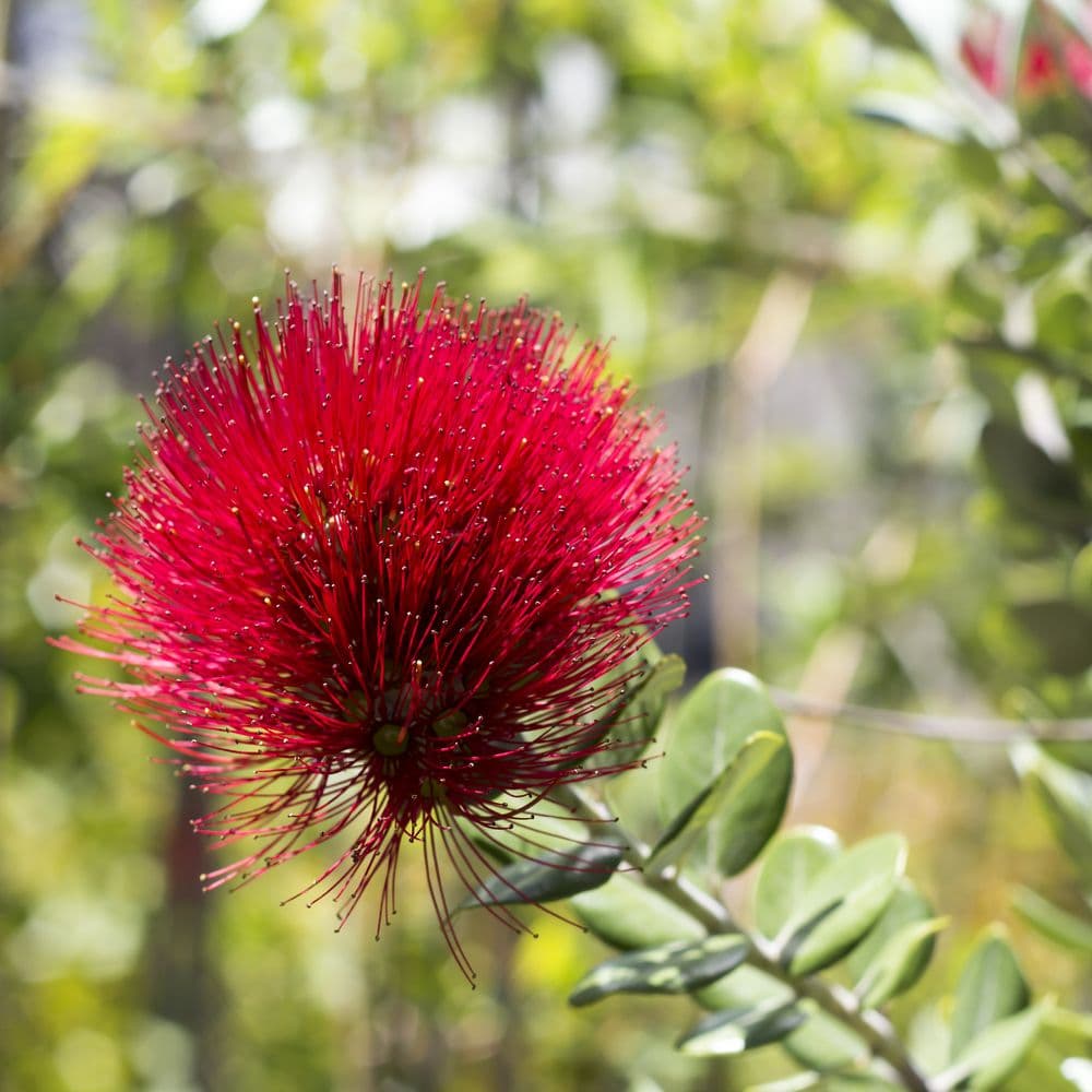 An ohia lehua flower in hawaii.