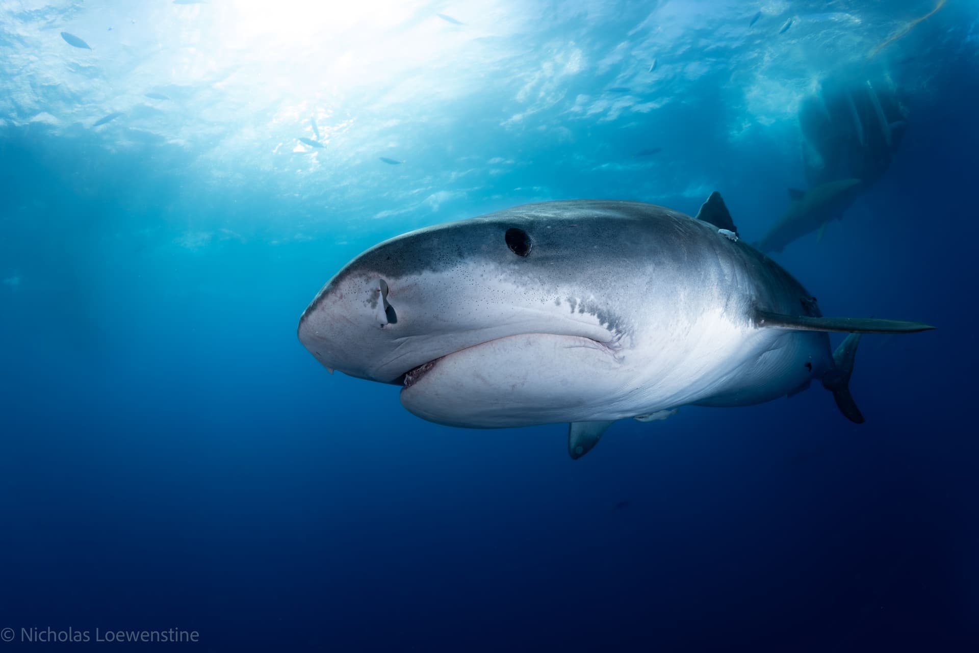 Each tour includes a dive briefing and a chance to meet some of the ocean’s most iconic residents—from tiger sharks to Galapagos sharks. Photo courtesy of Nick Loewenstein.