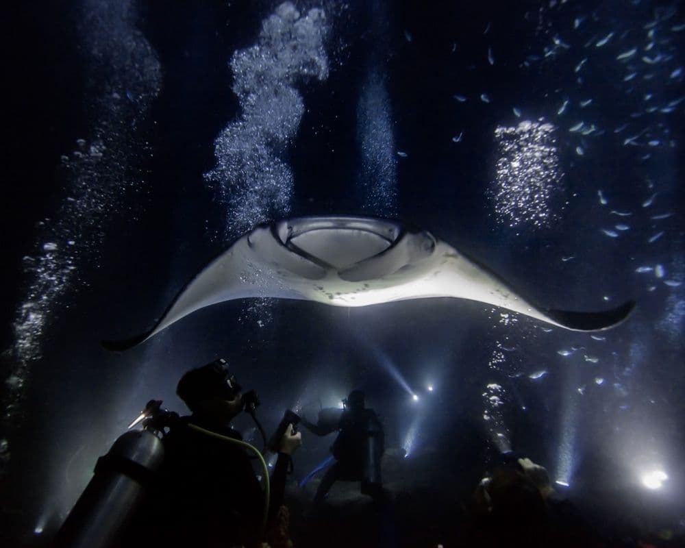 Manta Ray Night Diverm Big Island Divers