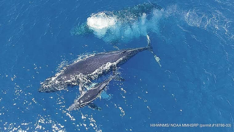 Meet the Majestic Humpback Whale: Hawaiʻi's Ocean Giants