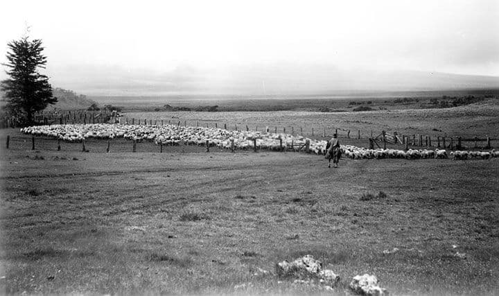 Photo courtesy of Paniolo Preservation Society.