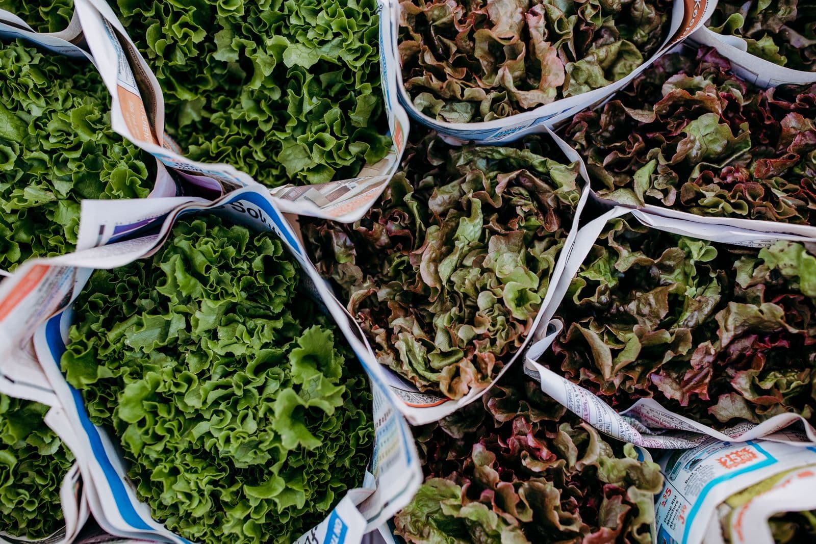 heads of lettuce bundled in newspaper