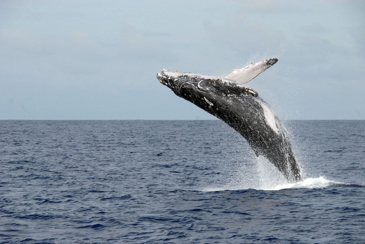 Whale watching in Ko ʻOlina on Oahu Hawaii. Whale leaping out of the water.