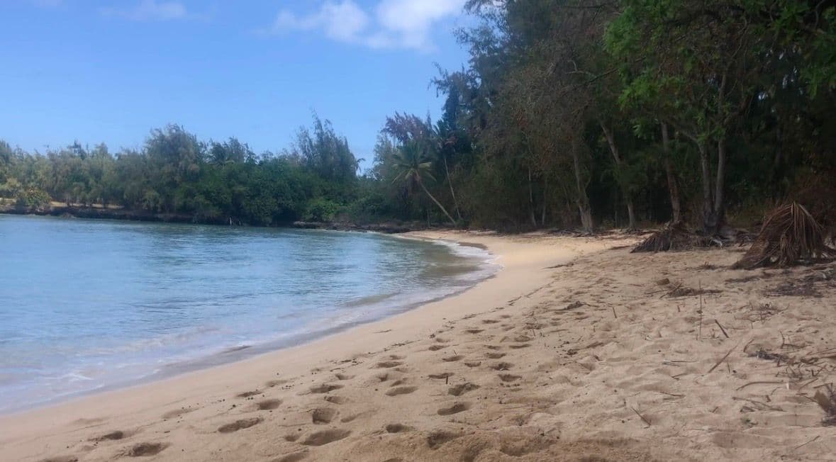 beach with forest in the background