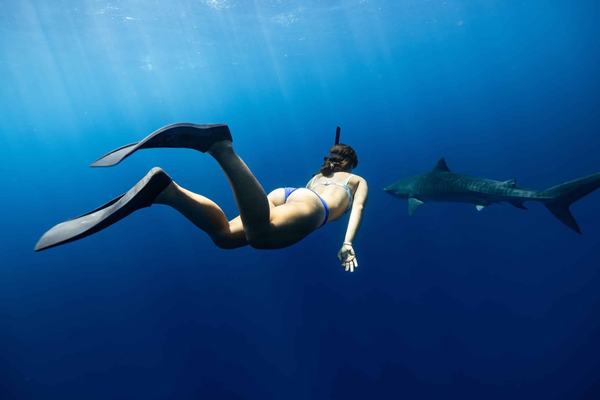 Shark diving with Nick Loewenstine on Oʻahu.