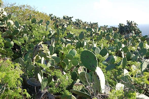 Image of mammoth sea mammals