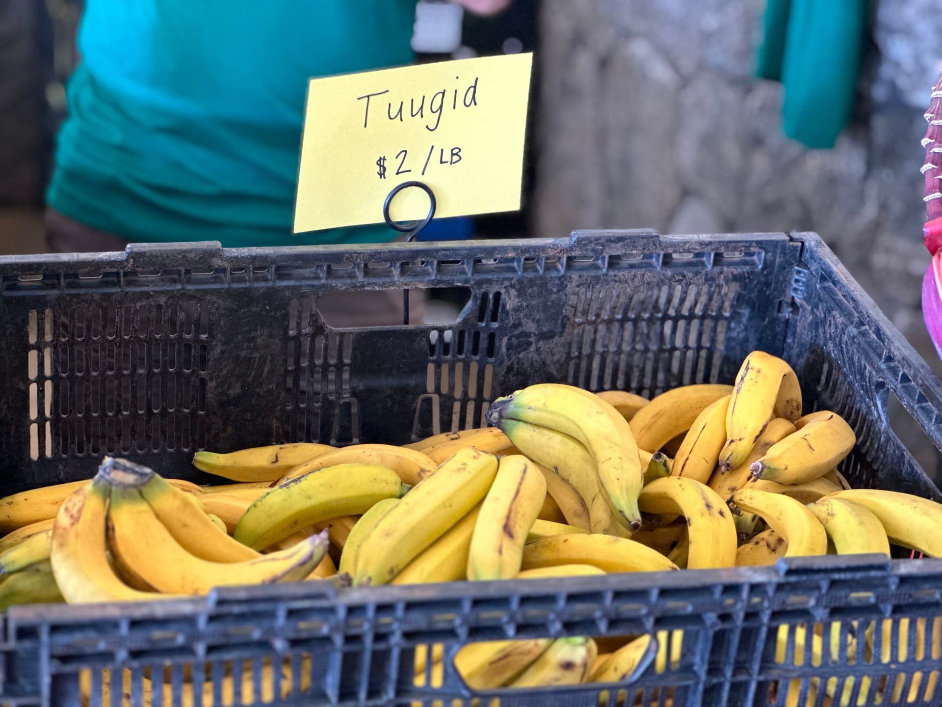 tuugid bananas in a crate at the Oʻahu Banana Festival.