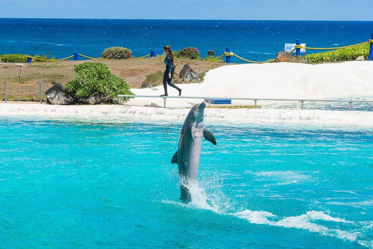 A dolphin coming out of the water at Sea Life Park.