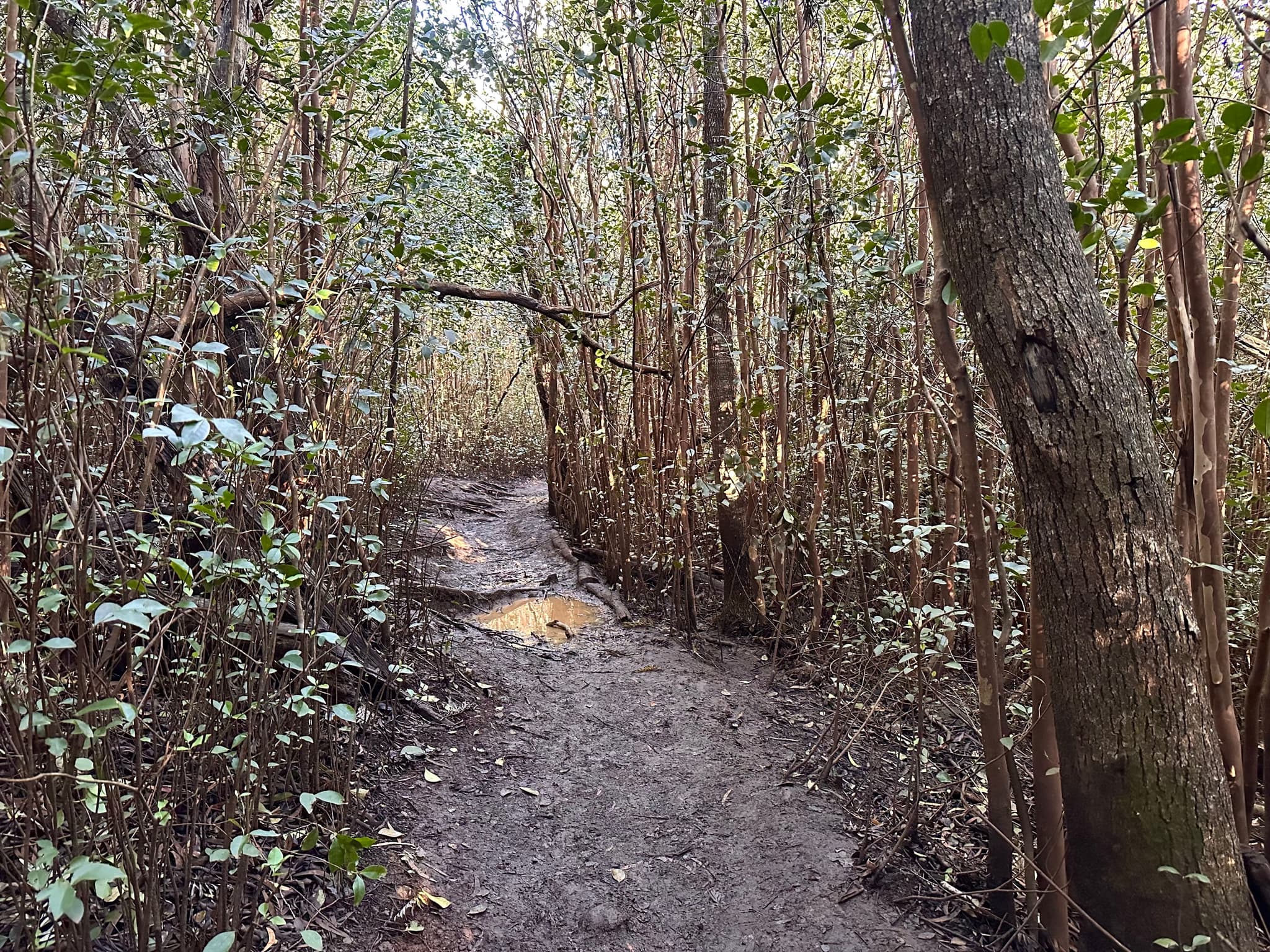 Near the beginning of Waimea Canyon Trail. Photo by Sarah Burchard.