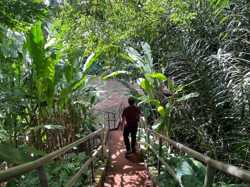 Wahiawā Botanical Garden. Photo by Sarah Burchard.