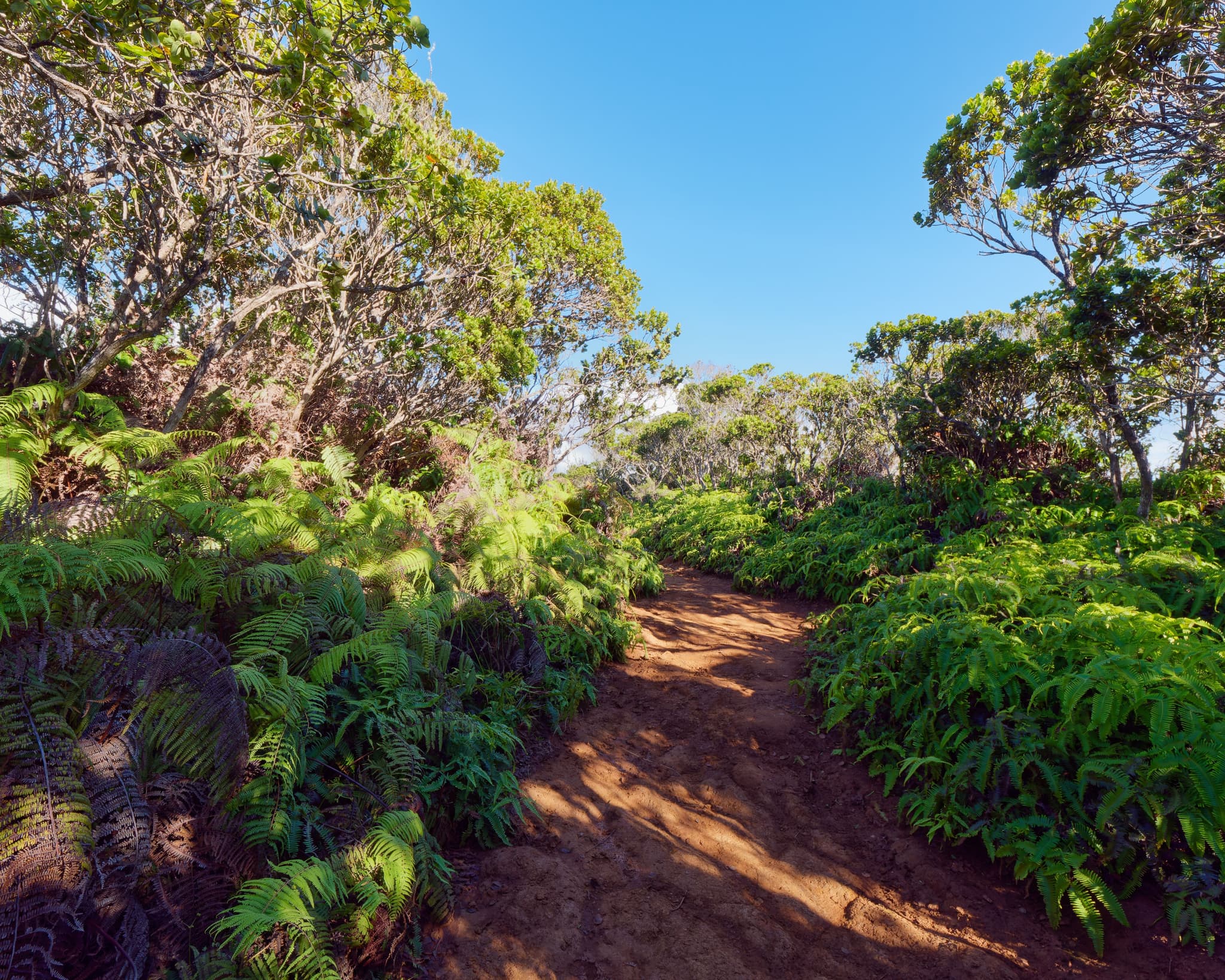 A scenic pathway in Kōkeʻe State Park. Photo by Wirestock Creators (Shutterstock).
