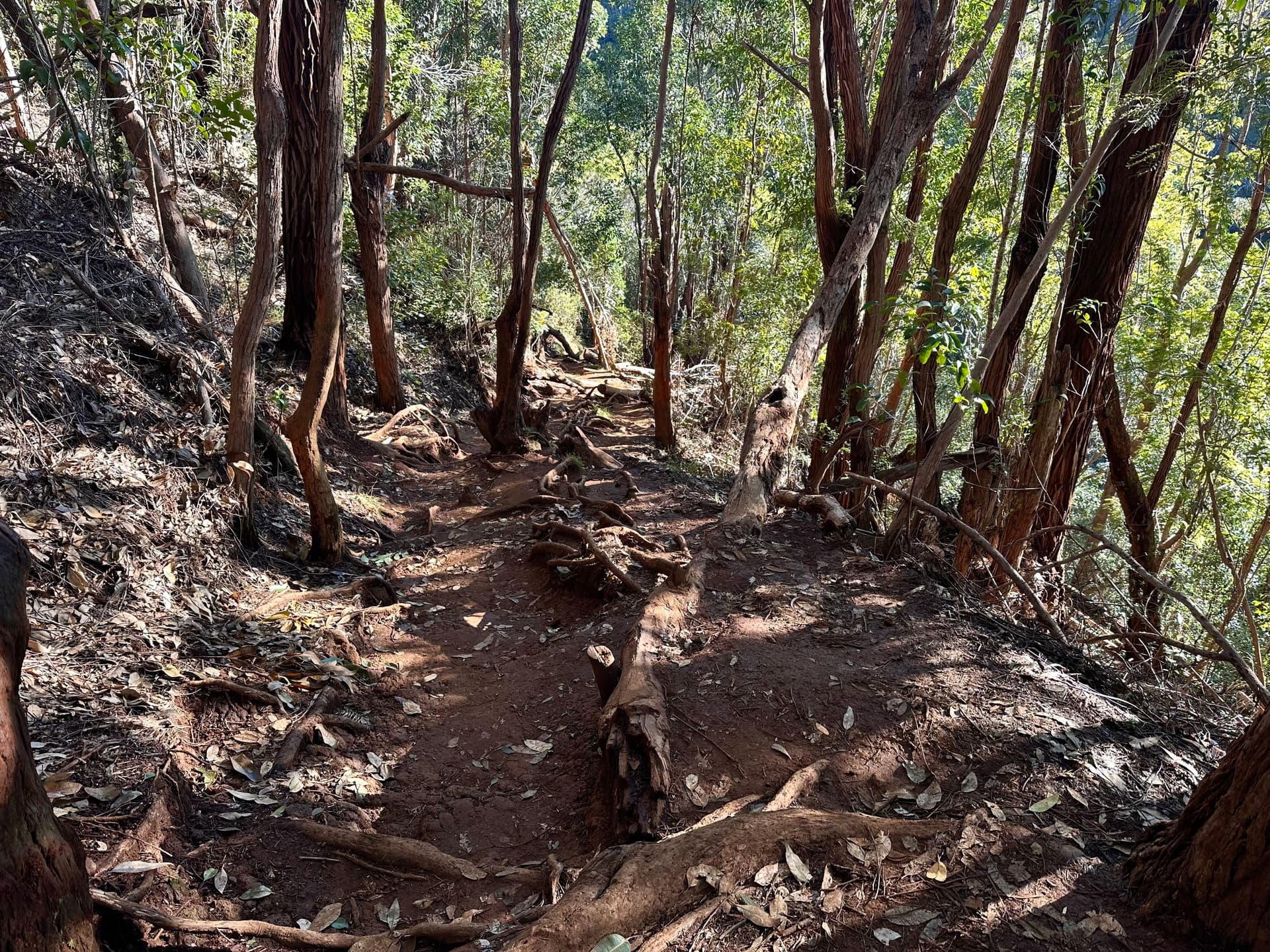Waimea Canyon Trail hike on Kauai, Hawaii.