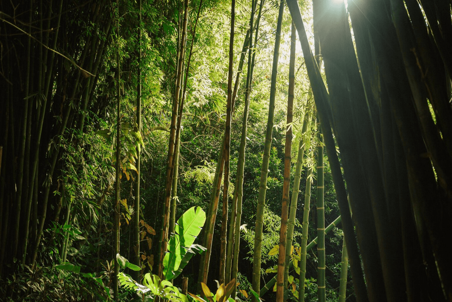 Garden of Eden Maui.