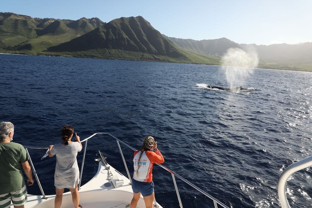 Whale watching tour on oahu, people in boat watching a whale breach out of water.